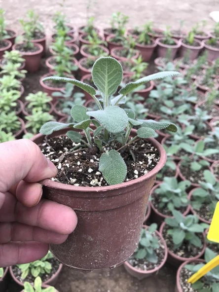 Tıbbi Adaçayı Fidanı 10-20 Cm 5 Adet Salvia - Resim 2