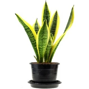 Sarı Çizgili Kılıç Çiçeği Peygamber Kılıcı Paşa Kılıcı 20-30 cm ürün görseli