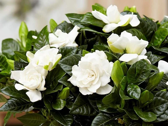 Gardenya Jasminoides Kokulu Gardenya Ev Ve Ofis Bitkisi 10-20 cm - Resim 4