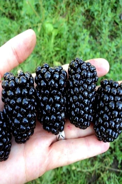 Büyük Meyveli Jumbo Böğürtlen Fidanı 10-20 cm ürün görseli