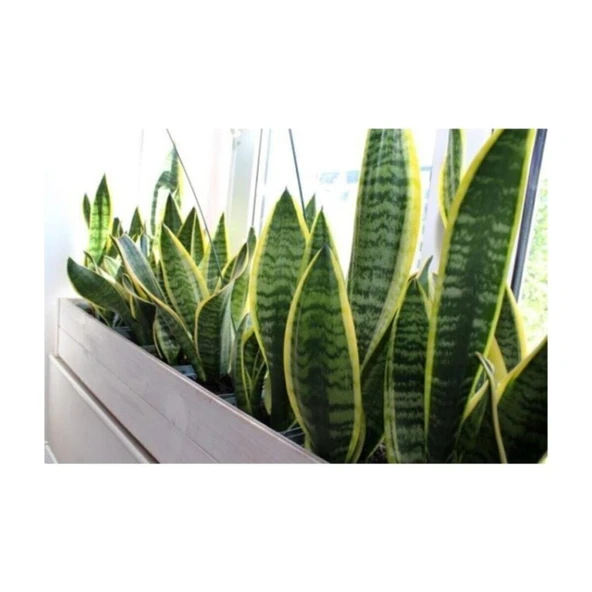 Sarı Çizgili Kılıç Çiçeği Peygamber Kılıcı Paşa Kılıcı 20-30 cm - Resim 3