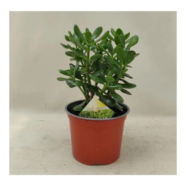 Para Ağacı Para Çiçeği Bereket Ağacı Fidanı Crassula Ovata 10-20 cm - Resim 2