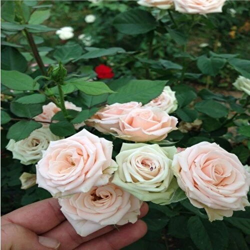 Krem Gül Fidan Kokulu Yediveren Sarmaşık 10-20 cm - Resim 2