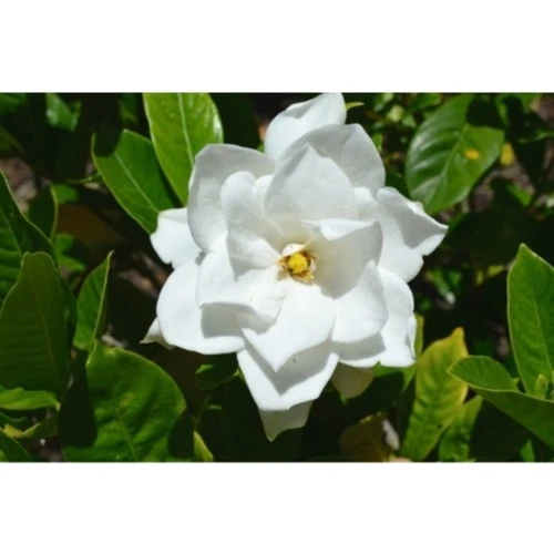 Gardenya Çiçeği Fidanı 10-20 cm ürün görseli