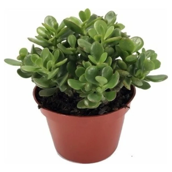 Ovata Şans Para Çiçeği Bitkisi 10-20 cm - Resim 2