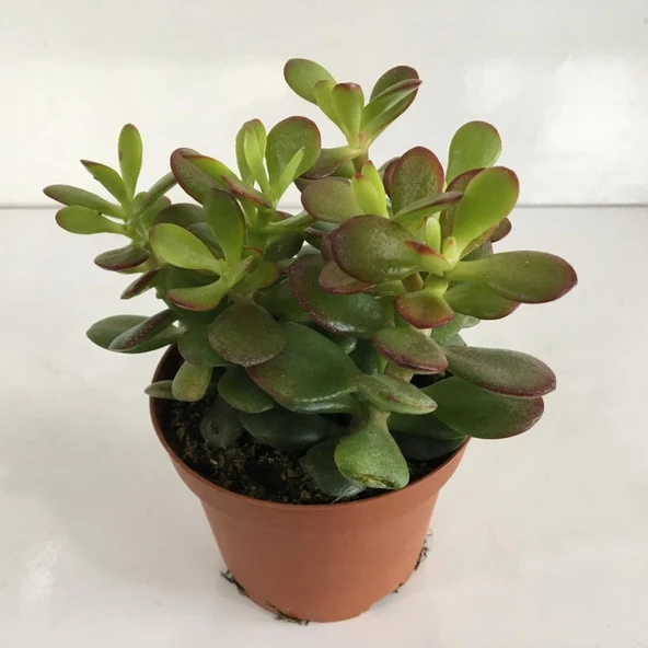 Crassula Ovata Para Çiçeği Fidanı 10-20 cm ürün görseli