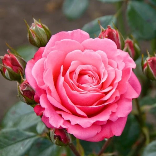 Pembe Gül Fidanı Fidesi 10-20 cm ürün görseli