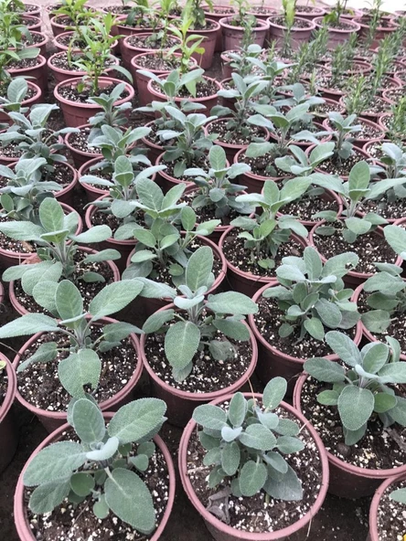 Tıbbi Adaçayı Fidanı 10-20 Cm 5 Adet Salvia - Resim 3