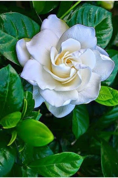 Gardenia Jasminoides Gardenya Ev Ve Ofis Bitkisi 10-20 cm ürün görseli