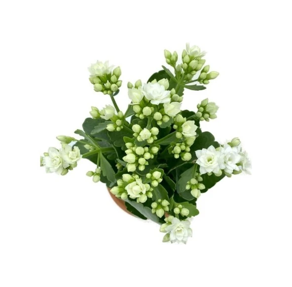 Kalanchoe Kalanşo Fidanı Beyaz 10-20 Cm - Resim 2