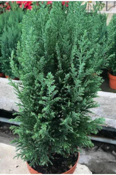 Balkon Salon Çamı Elwoodi Çamı 20 25 Cm - Resim 4