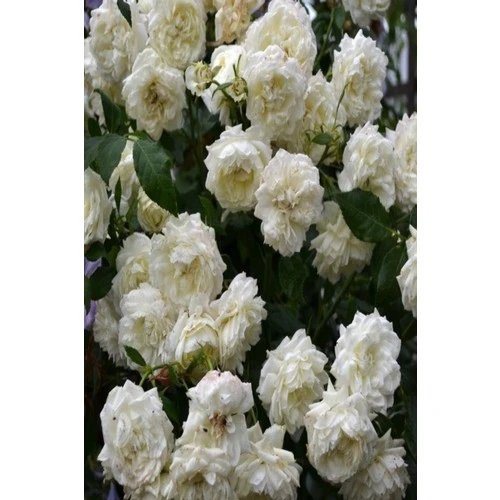 Krem Gül Fidan Kokulu Yediveren Sarmaşık 10-20 cm - Resim 3