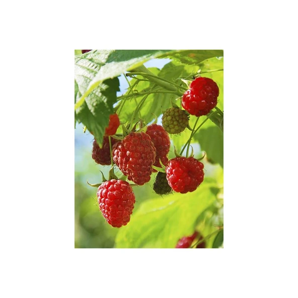 Bellaberry Ahududu Fidanı (Raspberry Fidanı) ürün görseli