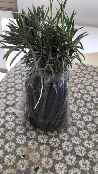 Lavanta Çiçeği Fidanı 10-20 Cm 10 Adet ürün görseli 1