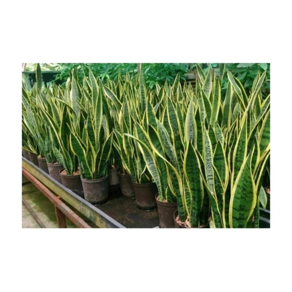 Sarı Çizgili Kılıç Çiçeği Peygamber Kılıcı Paşa Kılıcı 20-30 cm - Resim 2