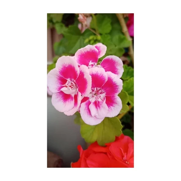 Ultra Pembe Beyaz Sardunya Çiçeği Fidesi 10-20 cm - Resim 3