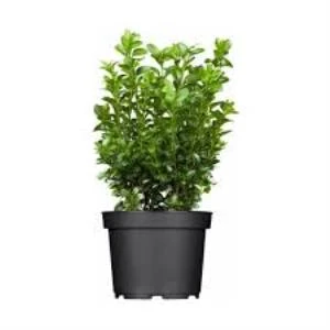 Şimşir Fidanı 20-40 Cm( Buxus Japonica Rococo ) ürün görseli 1