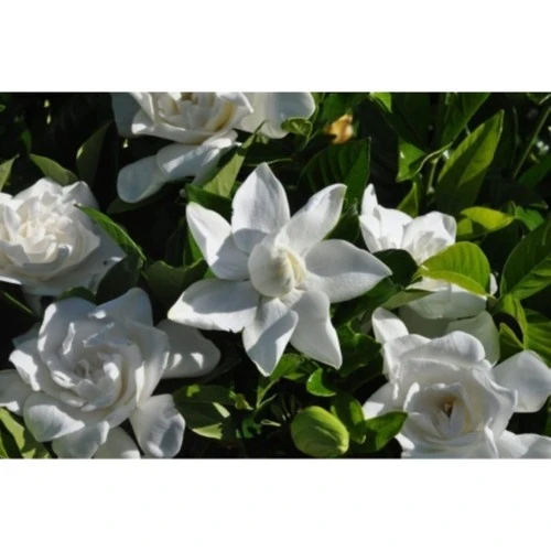 Gardenya Çiçeği Fidanı 10-20 cm - Resim 2