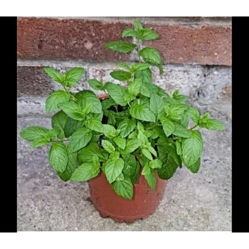 Nane Fidanı Fidesi 1 Adet 10-20 cm - Resim 2