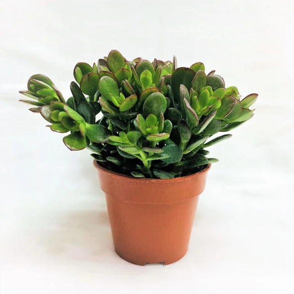 Succulent Para Çiçeği Sukulent 10-20 cm - Resim 3