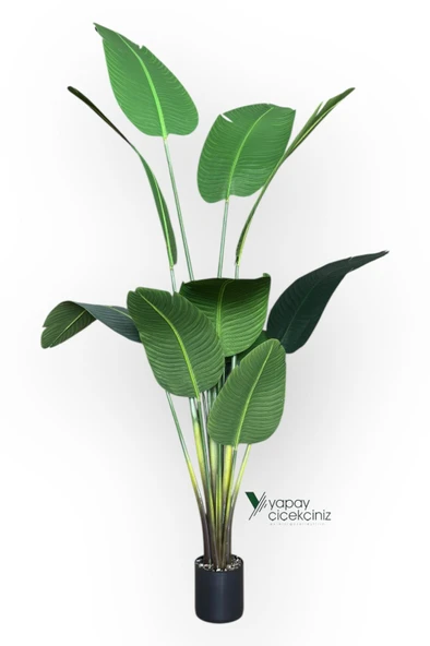 12 Dallı 195 cm Dokulu İri Yapraklı Lüks Starliçe Ağacı - Resim 2