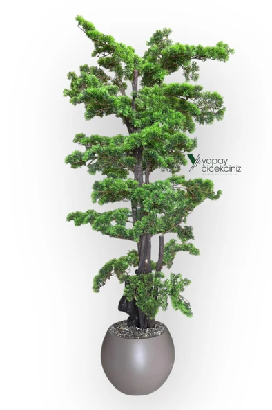 Modern Küre Saksıda 180 cm Yoğun Yapraklı Lüks Bonzai Bonsai Ağacı - Resim 4