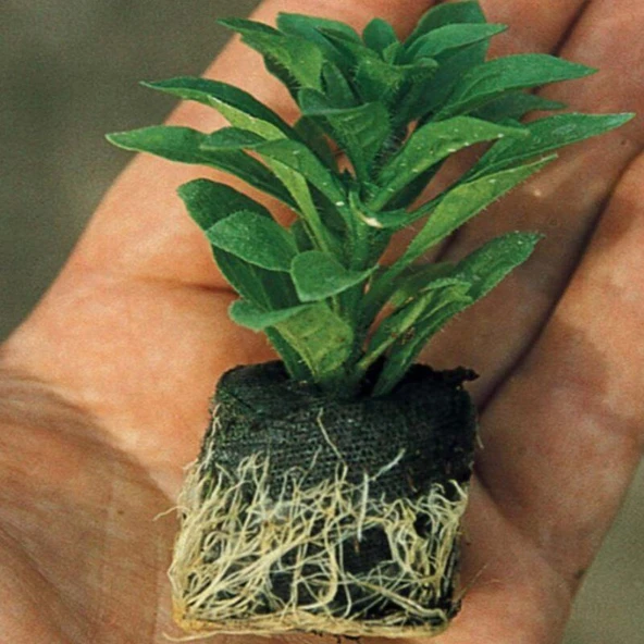 Calita Katmerli Double Sky Blue Calibrochoa Çiçeği Fidesi (1 adet) - Resim 2