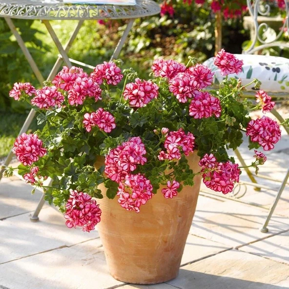 Sarkan Grandeur İvy Arctic Scarlet  Sakız Sardunya Fidesi (1 adet) ürün görseli 1