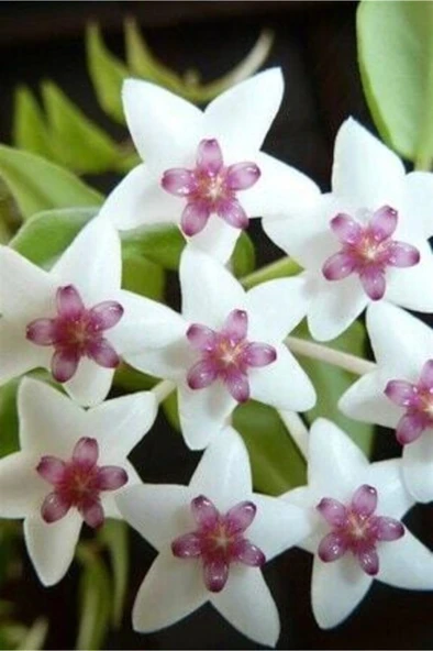 Mum Çiçeği 1.kalite (20-40 Cm) ürün görseli