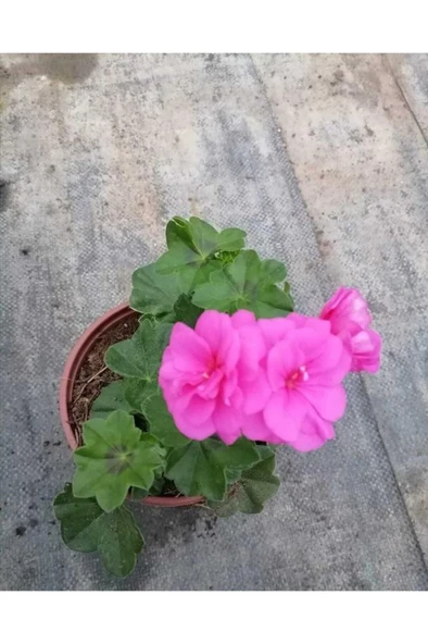 Shocking Pembe Sardunya Çiçeği Fidesi 10-20 cm - Resim 2