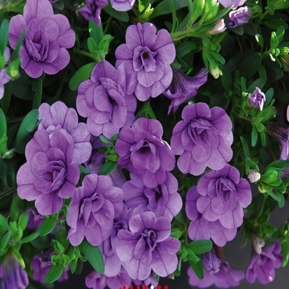 Calita Katmerli Double Sky Blue Calibrochoa Çiçeği Fidesi (1 adet) ürün görseli 1