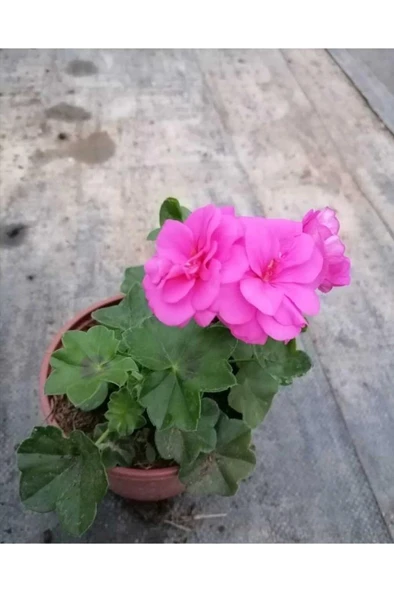 Shocking Pembe Sardunya Çiçeği Fidesi 10-20 cm - Resim 3