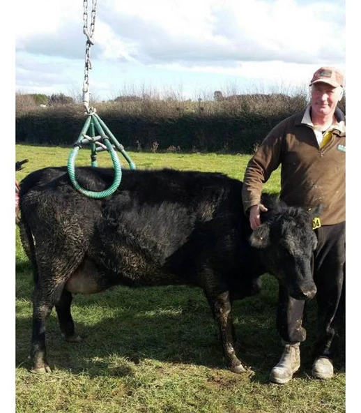 Sığır Kaldırma Aparatı - Resim 2