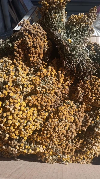 Solucan Otu Demet-tanacetum Vulgare