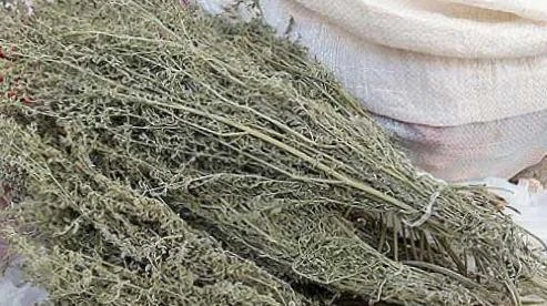 Çörtük Otu Demet ürün görseli