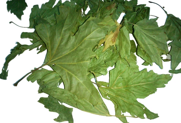 Çınar Yaprağı ürün görseli