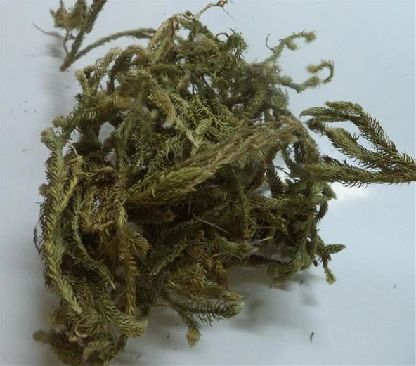 Kurt Pençesi-kibrit Otu-kurt Ayağı 250 GR