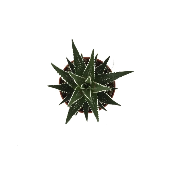 Haworthia Fasciata (Sukulent) - Resim 2