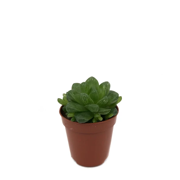 Haworthia Cymbiformis (Sukulent) ürün görseli