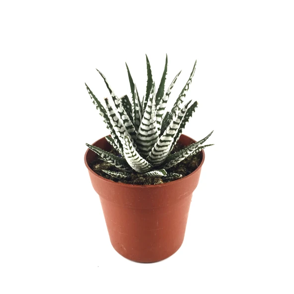 Haworthia Fasciata 'Alba' (Sukulent) ürün görseli