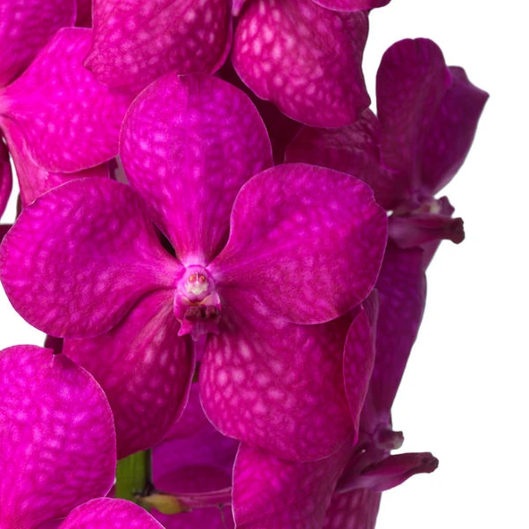 Vanda Tayanee 'Cerise' (Vanda Orkide) - Resim 2