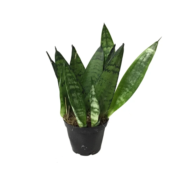 Sansevieria Zeylanica (Paşa Kılıcı) ürün görseli