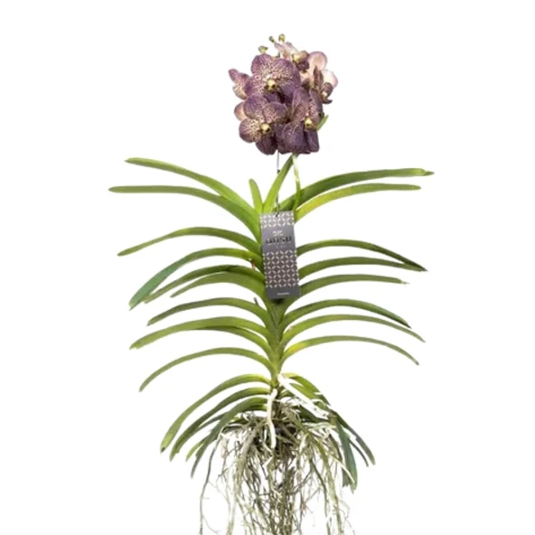 Vanda Sunanda 'Chocolate Brown' (Vanda Orkide) ürün görseli