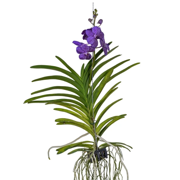 Vanda Tayanee 'Blue' (Vanda Orkide) ürün görseli