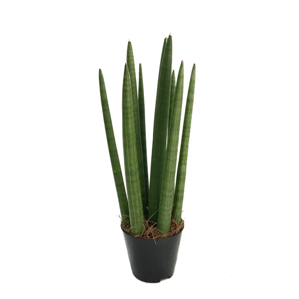 Sansevieria Cylindrica (Paşa Kılıcı) ürün görseli