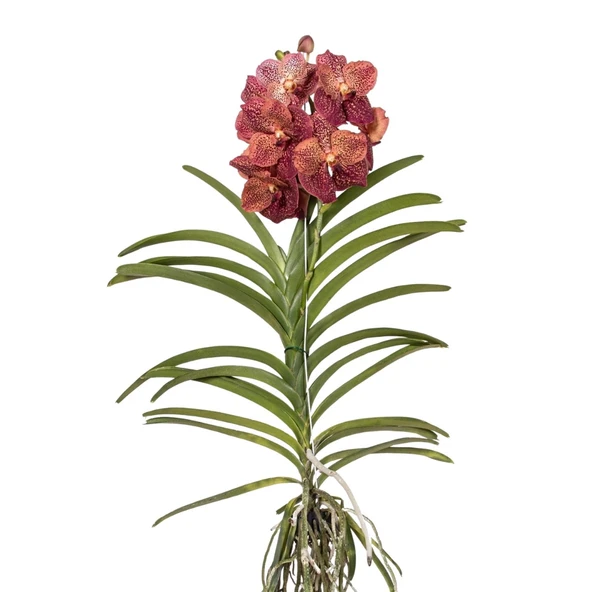 Vanda Sunanda 'Leopard Coral' (Vanda Orkide) ürün görseli