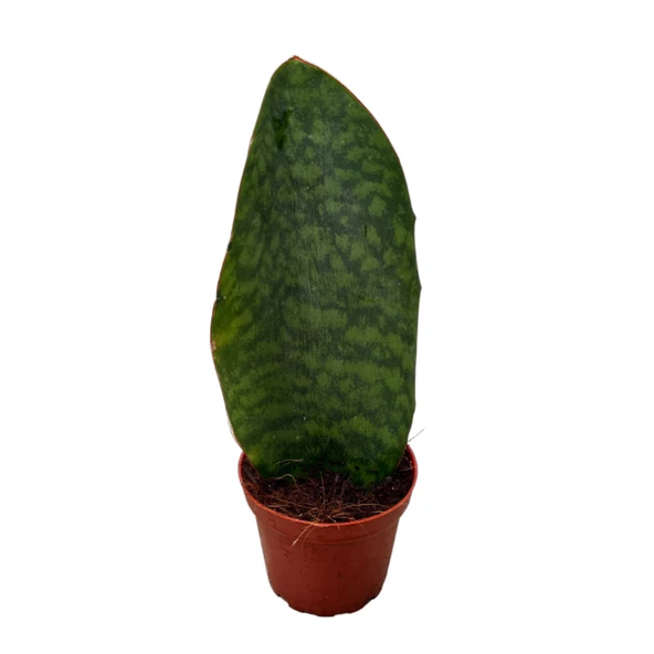 Sansevieria Masoniana 'Congo' (Paşa Kılıcı) ürün görseli