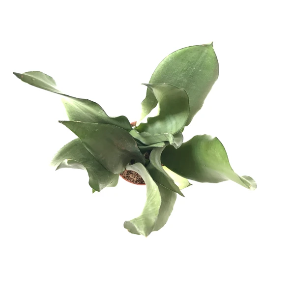 Sansevieria Trifasciata 'Moonshine' (Paşa Kılıcı) - Resim 2