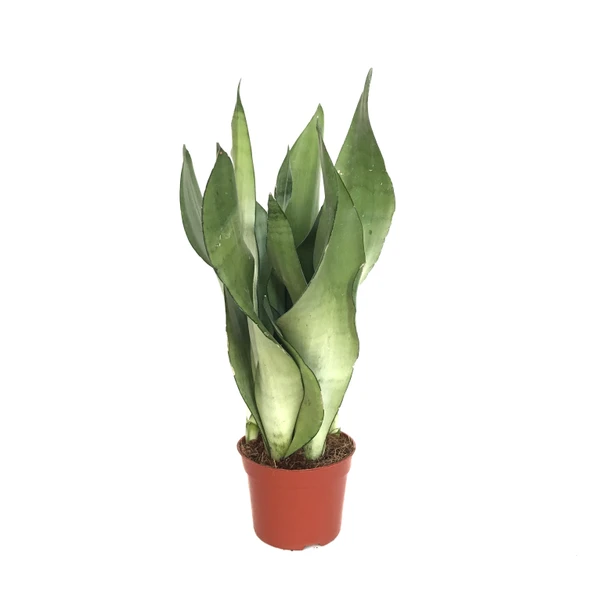Sansevieria Trifasciata 'Moonshine' (Paşa Kılıcı) ürün görseli