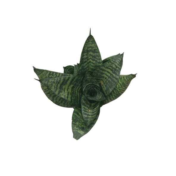 Sansevieria Zeylanica (Paşa Kılıcı) - Resim 2